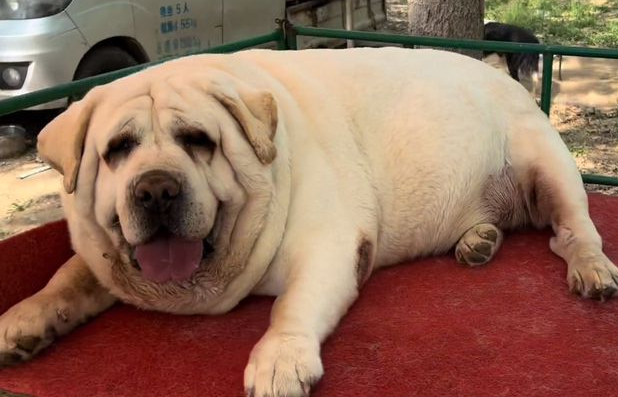 狗狗被主人养到了250斤，脸比头大一倍，太能吃了！