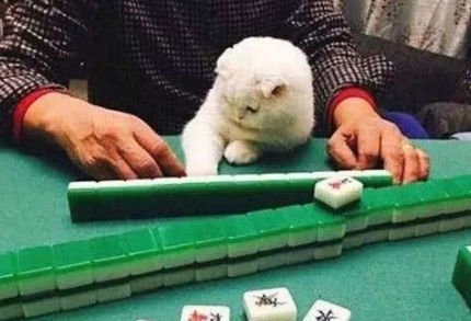 女子打麻将带着猫咪,猫咪总是帮女子出谋划策,别人都不愿意了 女子打麻将带着猫咪,猫咪总是帮女子出谋划策,别人都不愿意了