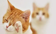 猫嘴巴附近的毛囊炎怎么处理