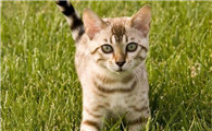 猫拉屎有血但精神很好
