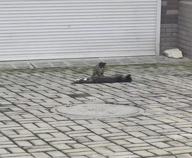 流浪小奶猫守护去世母猫,无助的样子让人心疼:我以后没有妈妈了 流浪小奶猫守护去世母猫,无助的样子让人心疼:我以后没有妈妈了