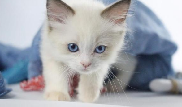 猫贫血严重怎么补血最快最有效