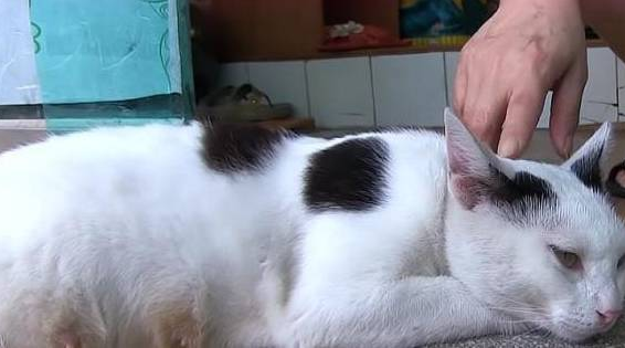 流浪猫强行进入餐馆,被老板赶走时还发脾气,知道缘由后好心疼它 流浪猫强行进入餐馆,被老板赶走时还发脾气,知道缘由后好心疼它
