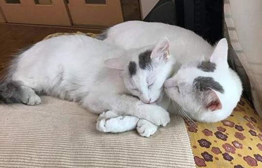 主人带爱猫回初遇之地,睡醒发现多出一只母猫,猫咪:白捡一媳妇 主人带爱猫回初遇之地,睡醒发现多出一只母猫,猫咪:白捡一媳妇