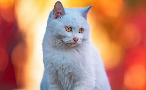 萌化啦！他是中国拍猫第一人