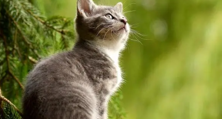 猫疫苗隔多久打一次 猫疫苗隔多久打一次