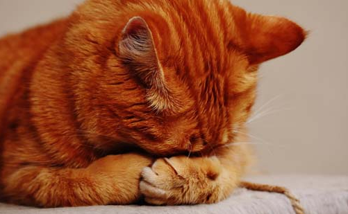 猫咪胆子太小怎么办 猫咪胆子太小怎么办