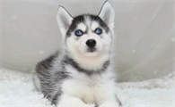 哈士奇幼犬多少钱一只