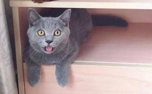 猫运动后喘气急促吐舌头怎么回事