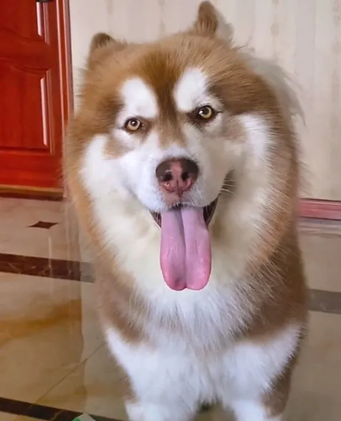 主人怀孕经常骂狗子，狗狗跑走嚎完再回来：有点委屈，我发泄一下