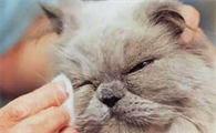 猫流眼泪怎么回事有褐色分泌物