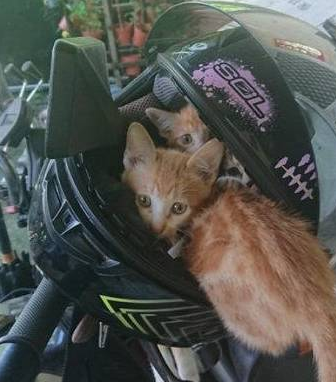 流浪小橘猫霸占摩托车头盔过夜，其中一只屁屁还露在外面！