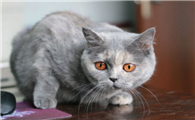 猫耳朵里面流血是什么原因引起的