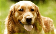 什么是寻回犬