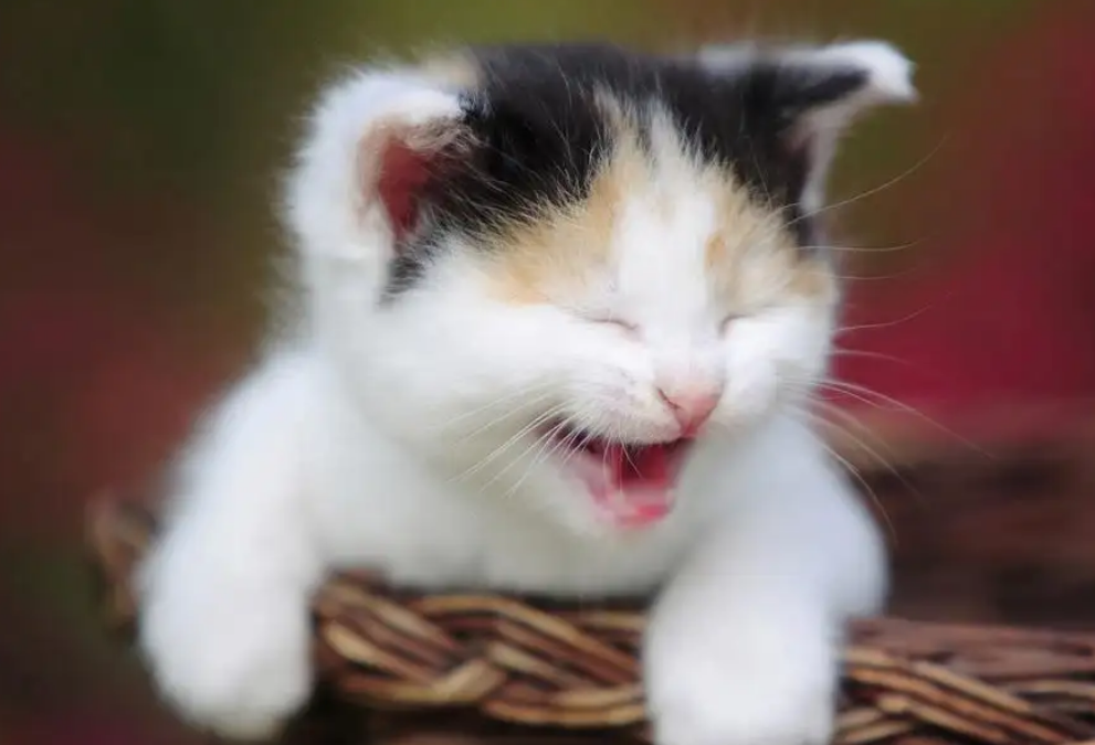 猫大晚上一直叫怎么回事