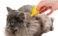 猫有跳蚤如何处理比较好