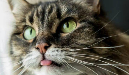 猫热的时候会不会吐舌头 猫热的时候会不会吐舌头