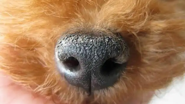 狗狗鼻子出血怎么回事该怎么办吃什么药