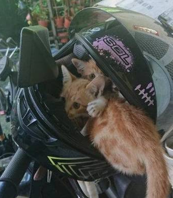 流浪小橘猫霸占摩托车头盔过夜，其中一只屁屁还露在外面！
