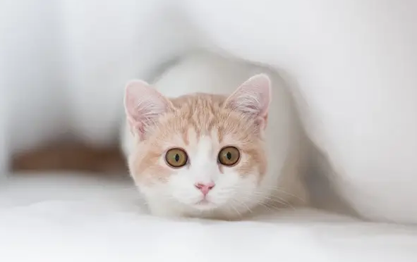 水煮虾猫可以天天吃吗