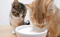 猫喝羊奶粉拉稀之后还能喂吗