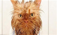 猫为何不能经常洗澡