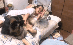 德牧从小跟主人一起睡,一年后还当它是奶狗,好委屈的样子 德牧从小跟主人一起睡,一年后还当它是奶狗,好委屈的样子