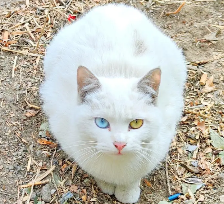 白色异瞳猫稀有吗 白色异瞳猫稀有吗