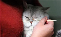 猫咪眼屎是红色的怎么回事啊