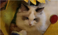 家里养猫对财运好不好