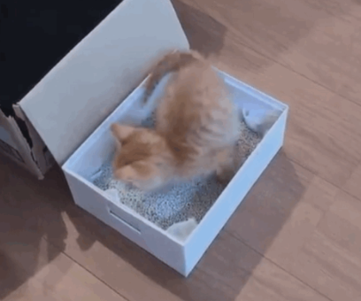 捡了只没断奶的小橘猫，见证它变成干饭橘的全过程...好治愈！