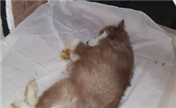 殡仪馆可以火化宠物吗