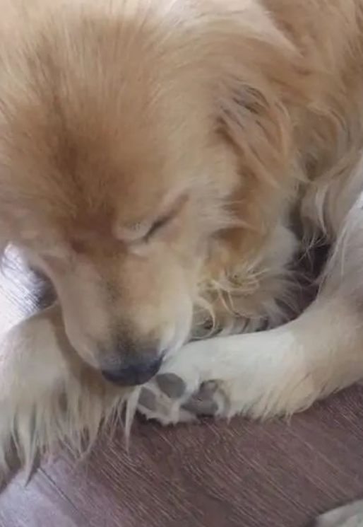 狗狗起床脾气大,对主人龇牙,呼一巴掌就立马老实! 狗狗起床脾气大,对主人龇牙,呼一巴掌就立马老实!