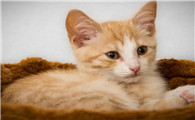 猫哪个季节绝育比较好一点