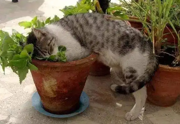 为什么猫那么喜欢猫薄荷 为什么猫那么喜欢猫薄荷