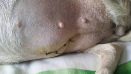 狗狗子宫蓄脓什么症状 宠物网问答