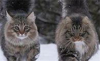 挪威森林猫和西伯利亚森林猫的区别