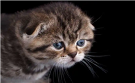 猫没有精神是什么原因