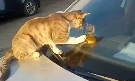 流浪猫趴车引擎盖上,男子看清后哭笑不得,猫:里面的家伙很奇怪 流浪猫趴车引擎盖上,男子看清后哭笑不得,猫:里面的家伙很奇怪