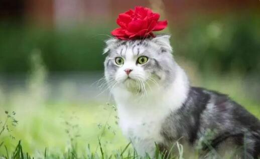 猫的智商是人几岁智商 猫的智商是人几岁智商