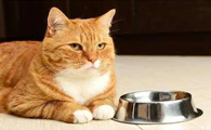 小猫不吃猫粮怎么办