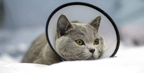 短腿蓝猫为爱情两次“越狱”,主人很感动,并带它做了绝育 短腿蓝猫为爱情两次“越狱”,主人很感动,并带它做了绝育