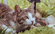 猫三联第二针间隔时间长了还有效吗