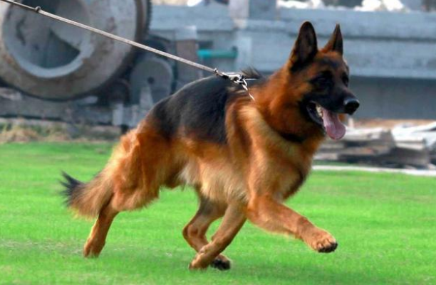 养德国牧羊犬的十大坏处 养德国牧羊犬的十大坏处