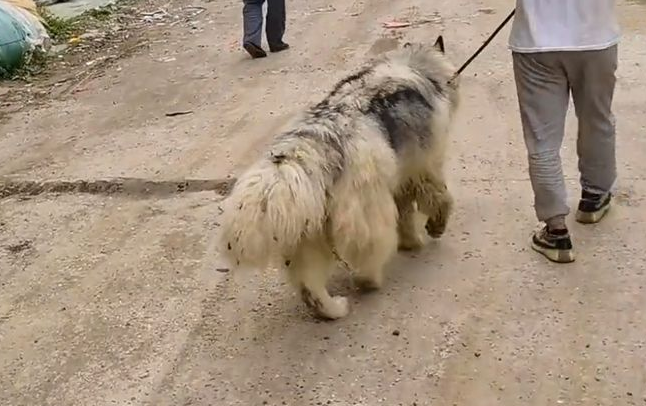 因偷吃鸭子,险被打死的阿拉斯加犬,靠近后发现原来它是如此温顺 因偷吃鸭子,险被打死的阿拉斯加犬,靠近后发现原来它是如此温顺