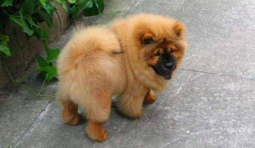 狗得犬瘟能治好吗会传染吗