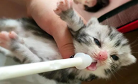 10几天的小猫突然无力不吃奶怎么办