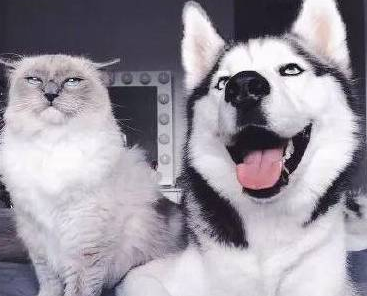 哈士奇和布偶猫，这对黑白配色的小伙伴，让人看了移不开眼！ 