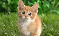 小猫什么时候可以做驱虫
