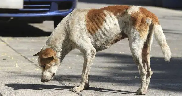 狗狗营养不良多长时间可以跟上来